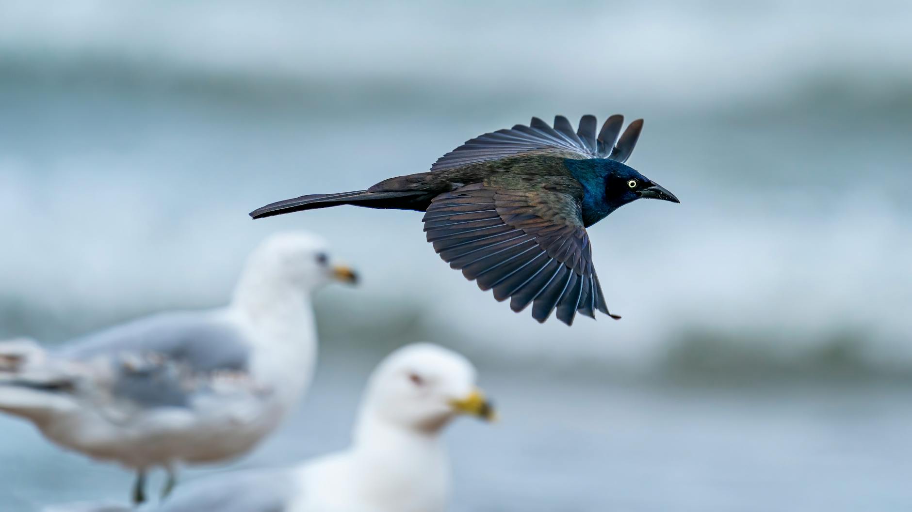 quiscalus quiscula bird flying over ocean and gulls